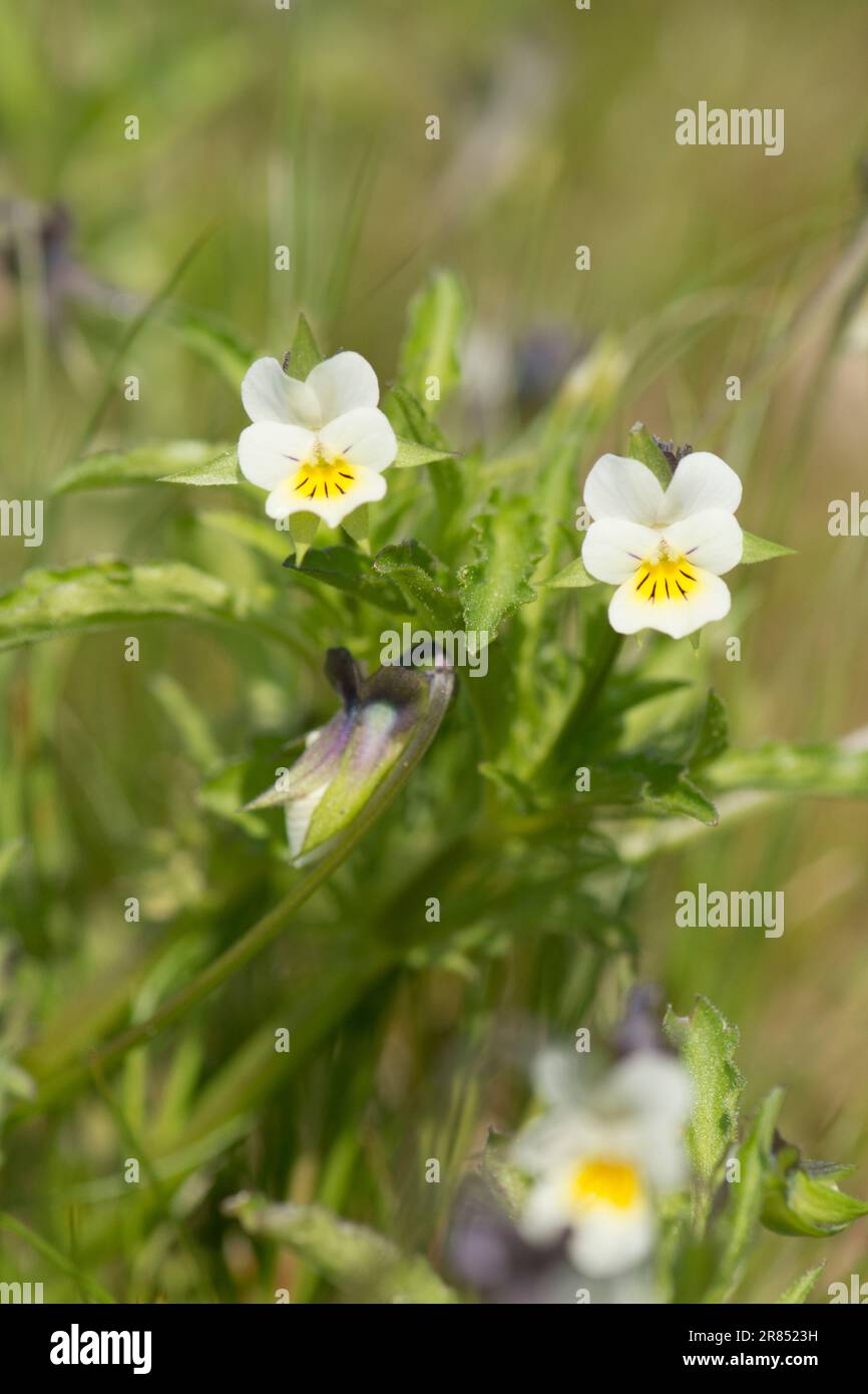 Viola arvensis hires stock photography and images Alamy
