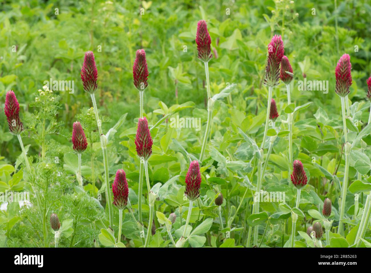 Trifolium incarnatum,  Crimson clover, Italian clover, flower heads, flowers, Sussex, May Stock Photo
