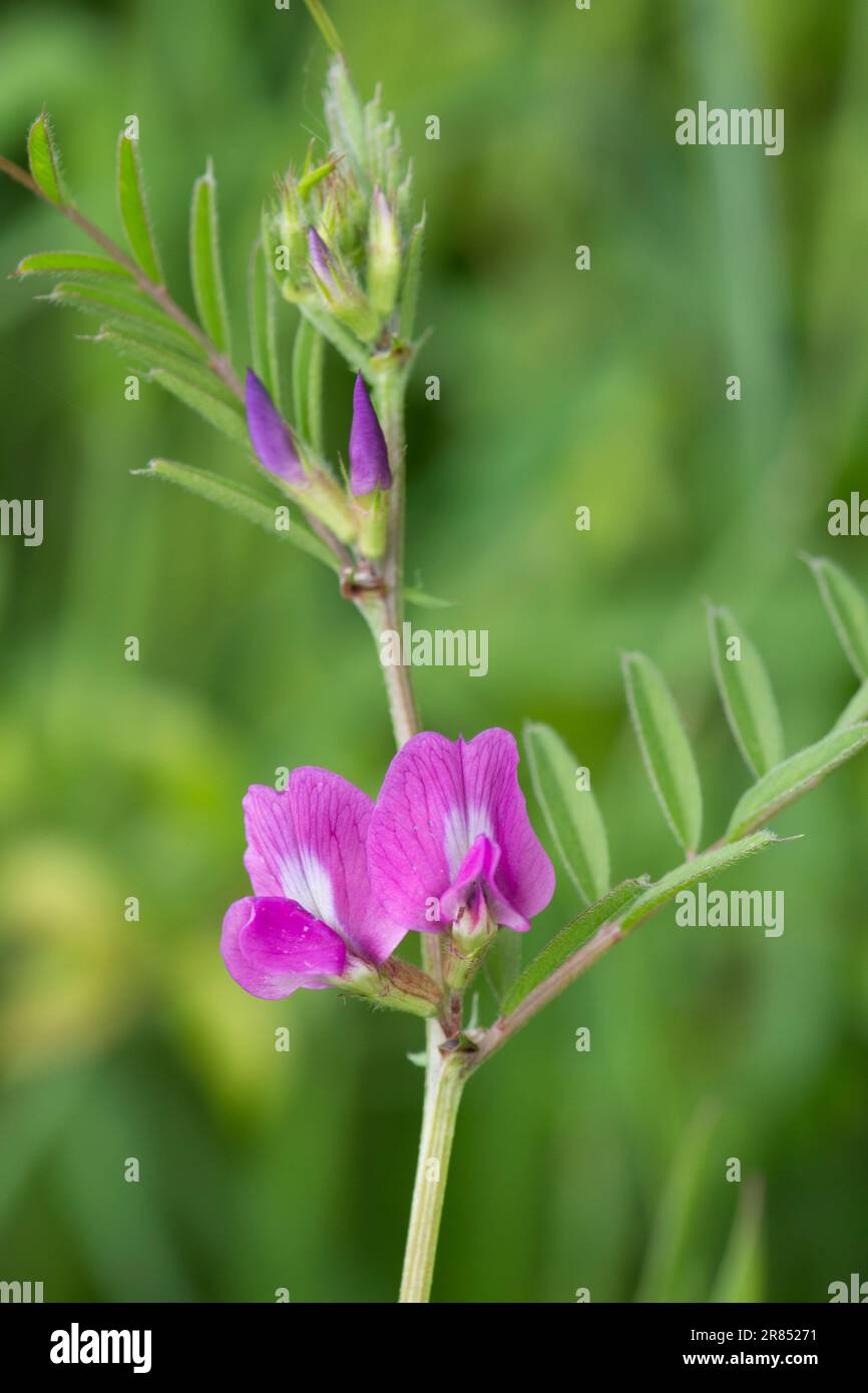 Common vetch, Vicia sativa, wild flowers, Sussex, UK, May Stock Photo