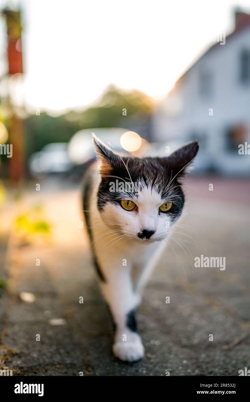 A vertical closeup of a black and white cat walking outdoors Stock ...