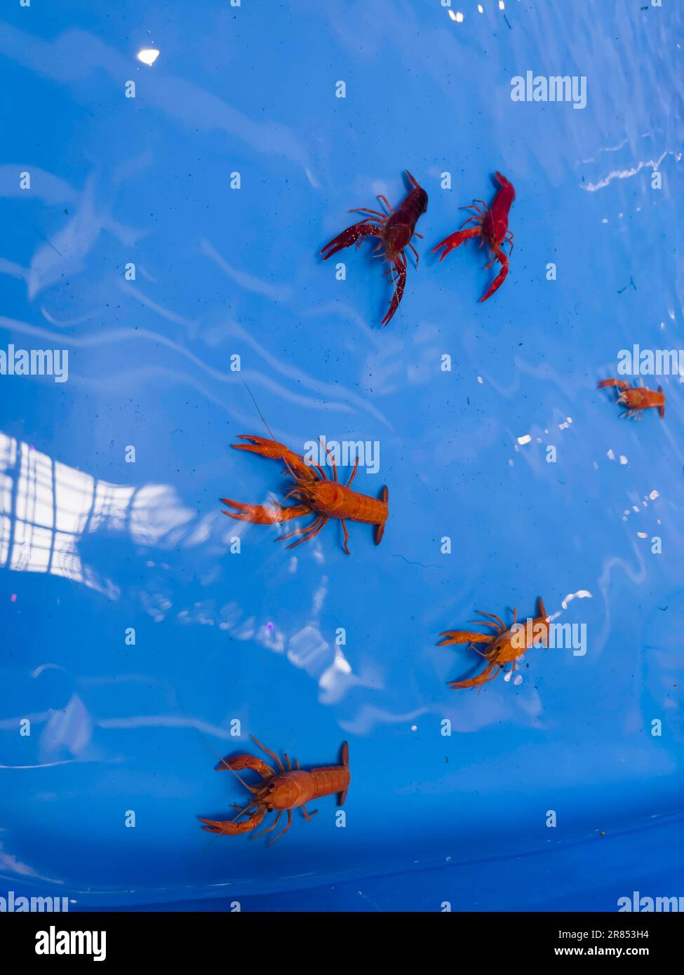 Cherry fire red dwarf shrimps stay on blue tank, stock photo Stock Photo