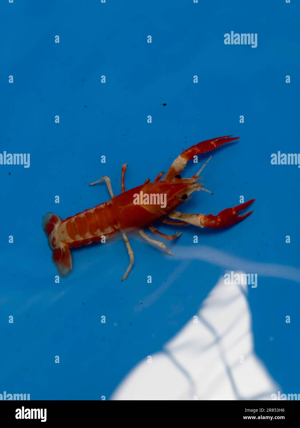 Cherry fire red dwarf shrimps stay on blue tank, stock photo Stock Photo