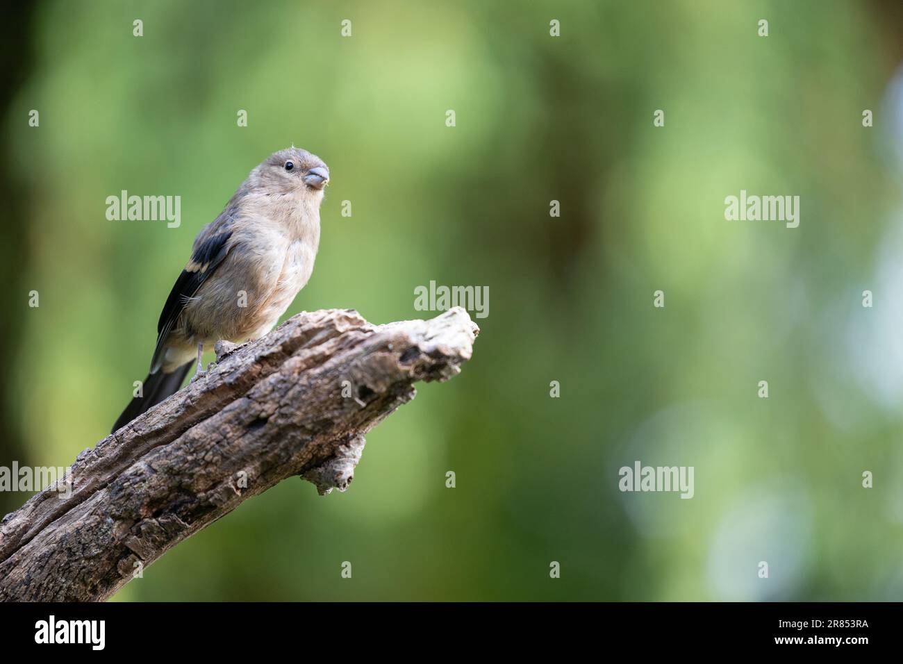Young Juvenile Eurasian Bullfinch (Pyrrhula pyrrhula) perched on the end of a branch with a green foliage background. Yorkshire, UK (June 2023) Stock Photo