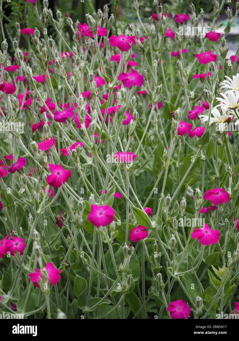 A carpet of bright pink rose campion flowers (Lychnis coronaria) and their silver foliage in a cottage garden in England in June Stock Photo