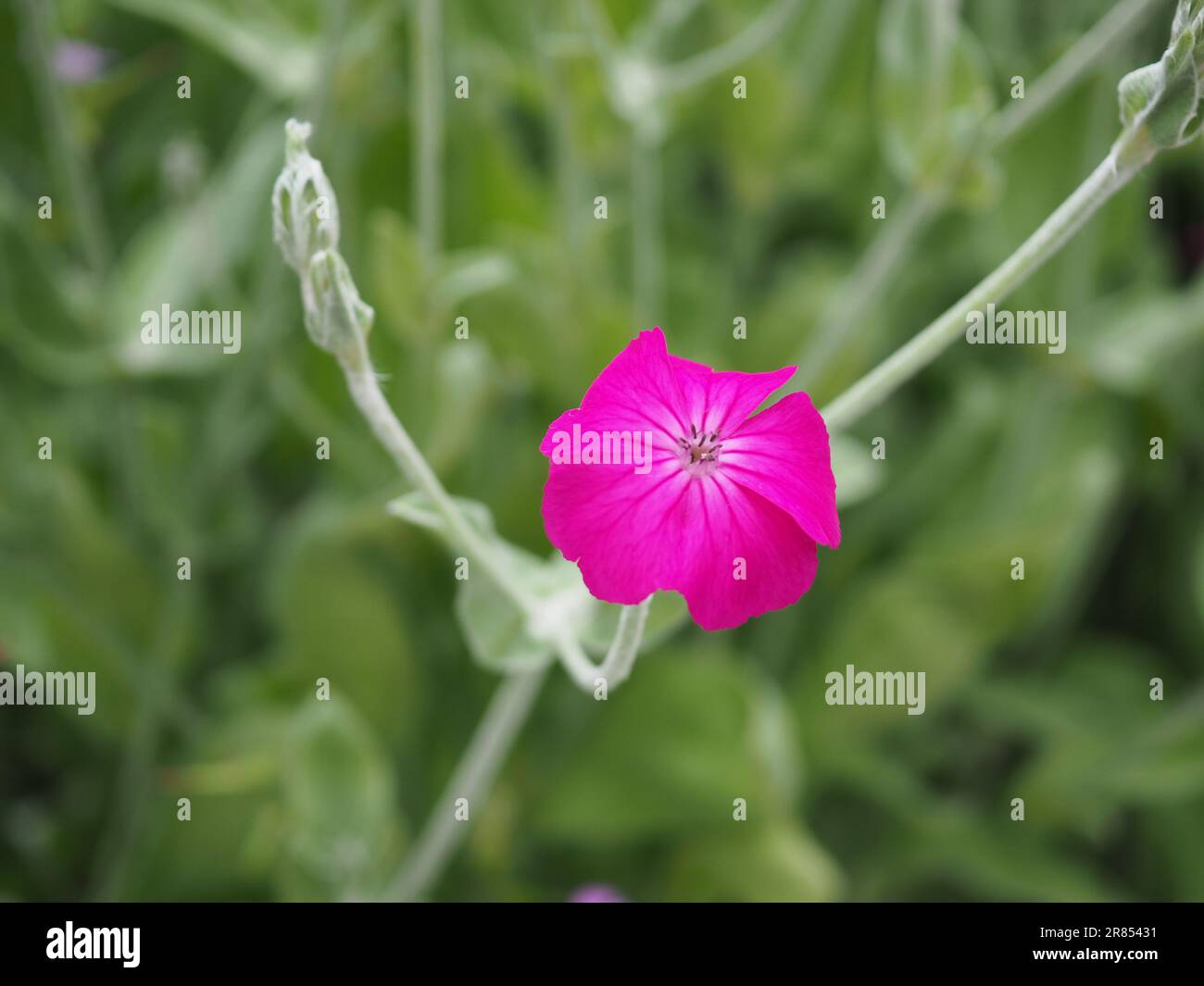 Close-up of a cottage garden rose campion (lychnis coronaria) flower in deep pink against a blurred grey/green background Stock Photo