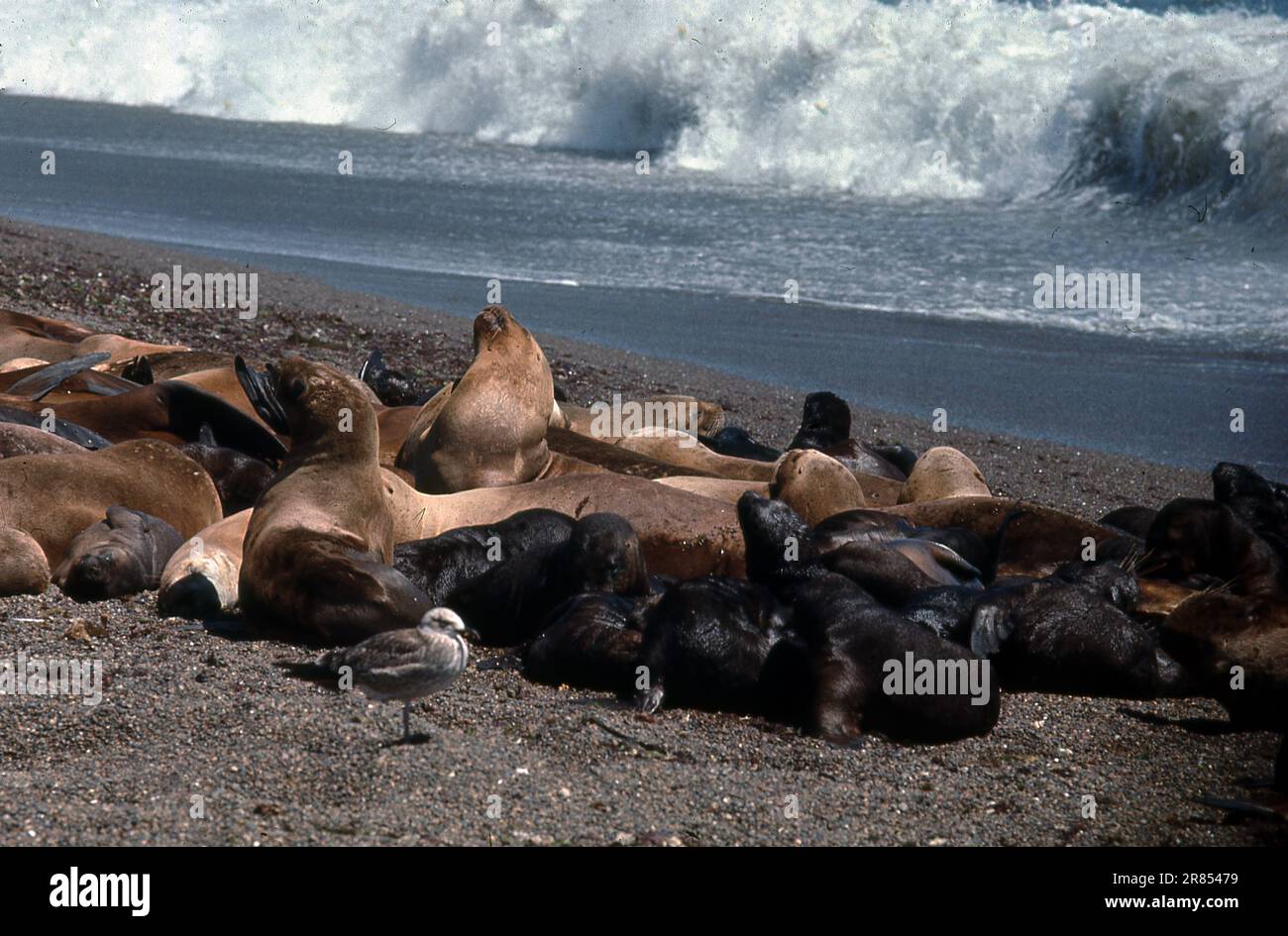 Sea lions, Punta Norte, Chubut, Argentina, South America Stock Photo