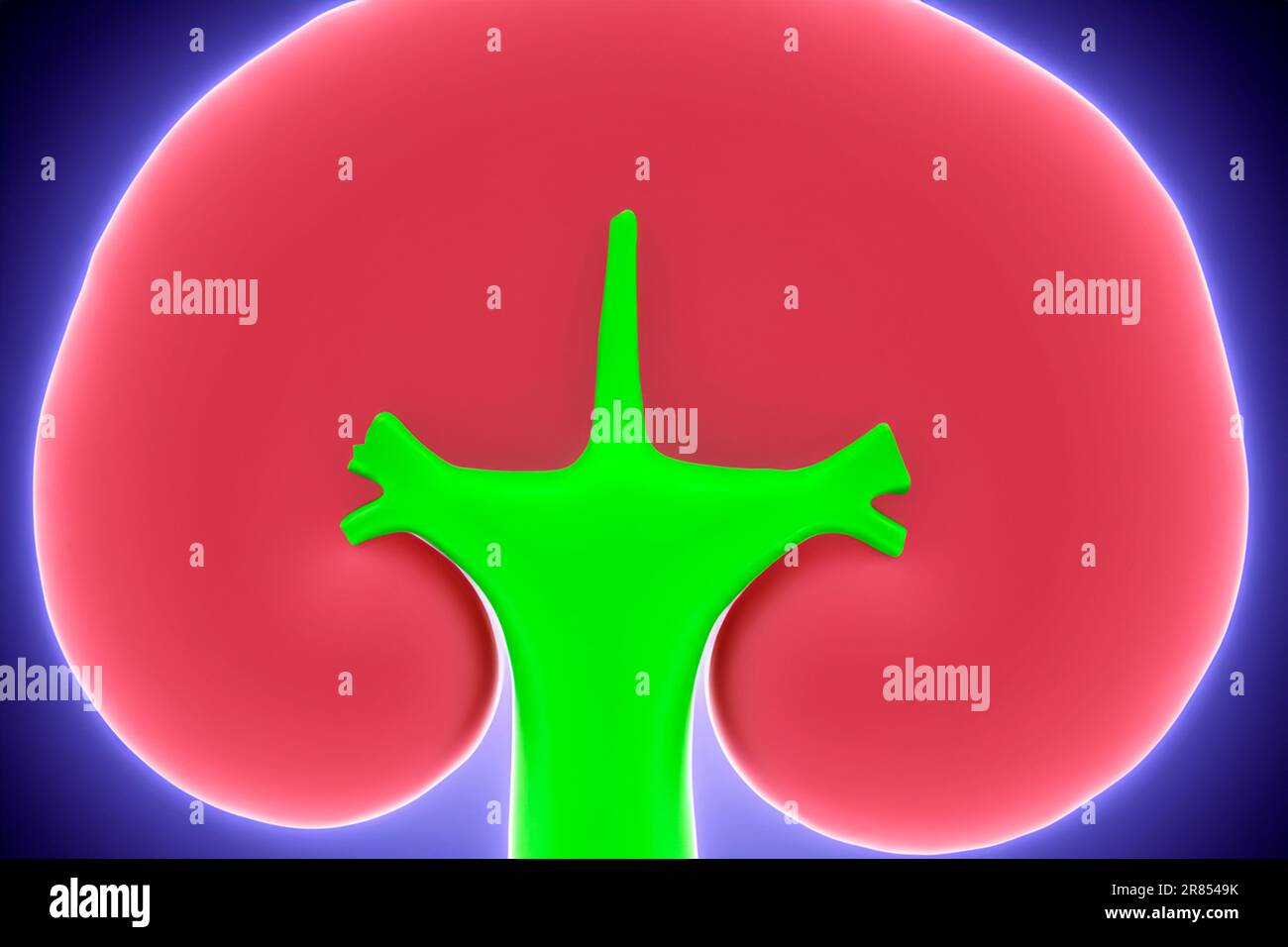 Kidney. Human kidney cross section. Menschliche Nieren. Human kidney