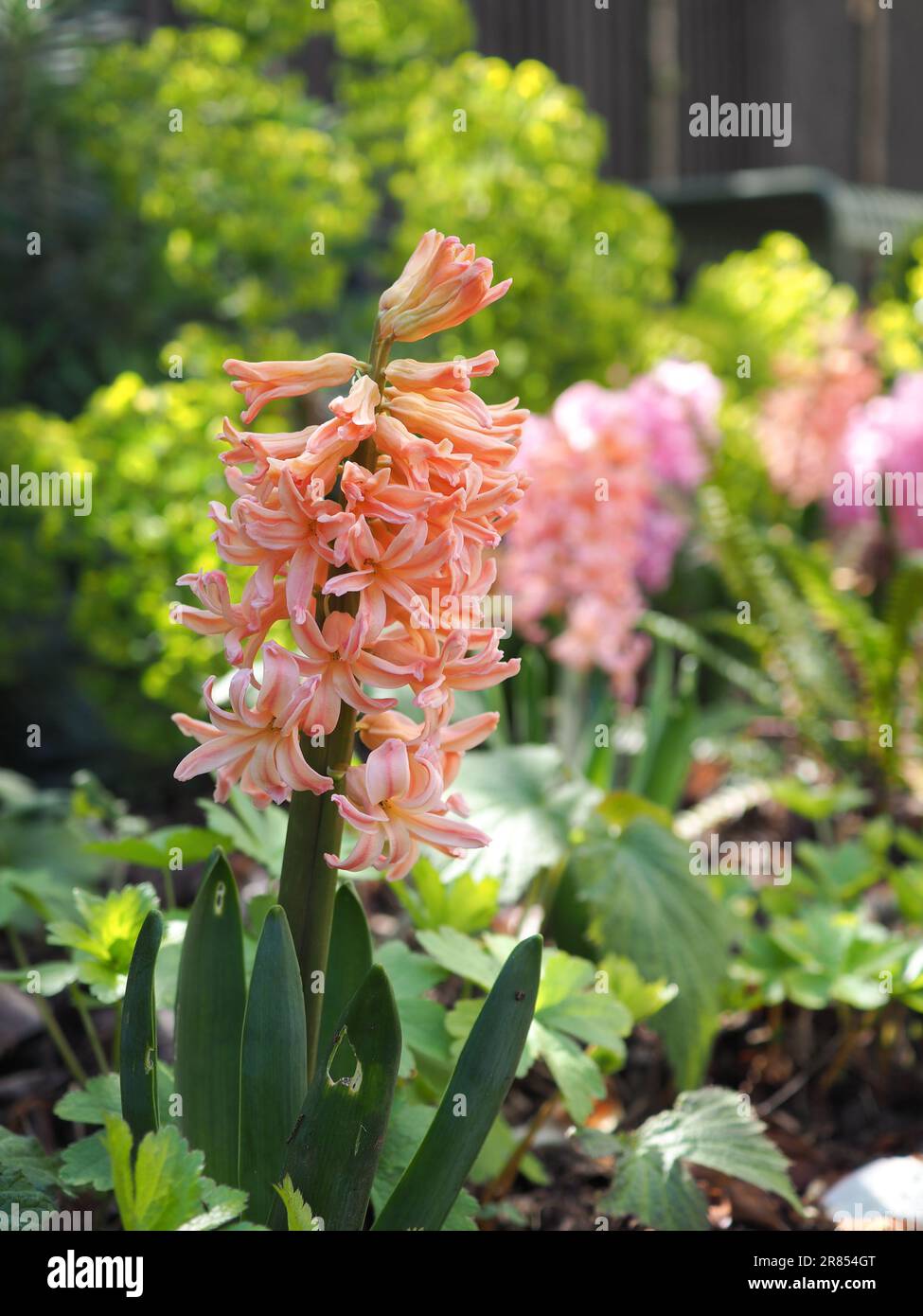 Close up of the orange Hyacinth 'Gipsy Queen' or 'Gypsy Queen' (full plant) grown outside in a sunny spring border against a lime green background Stock Photo