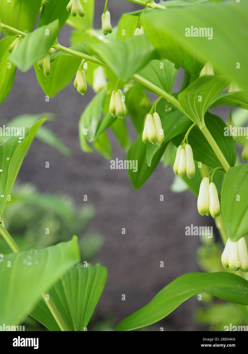 Close up of the white bell shaped flowers on an arching stem of Solomon's Seal (Polygonatum multiflorum) against a dark background Stock Photo
