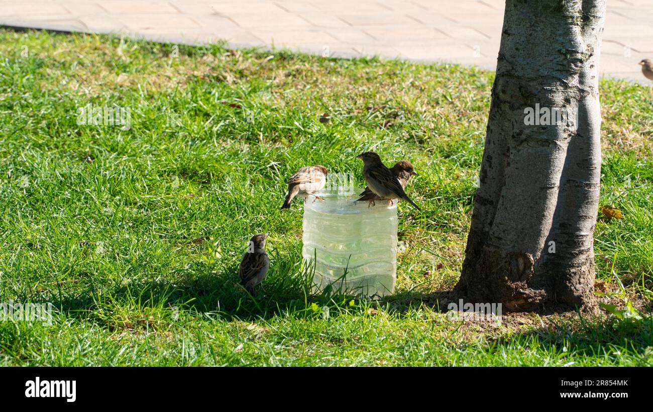 Sparrow birds drinking water from plastic container during hot days of
