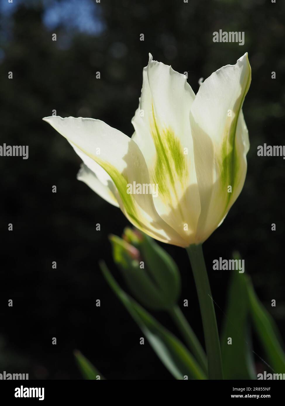 Close up of a Tulip 'Spring Green' flower with the sun shining through the white petals striped with green against a dark contrasting background Stock Photo