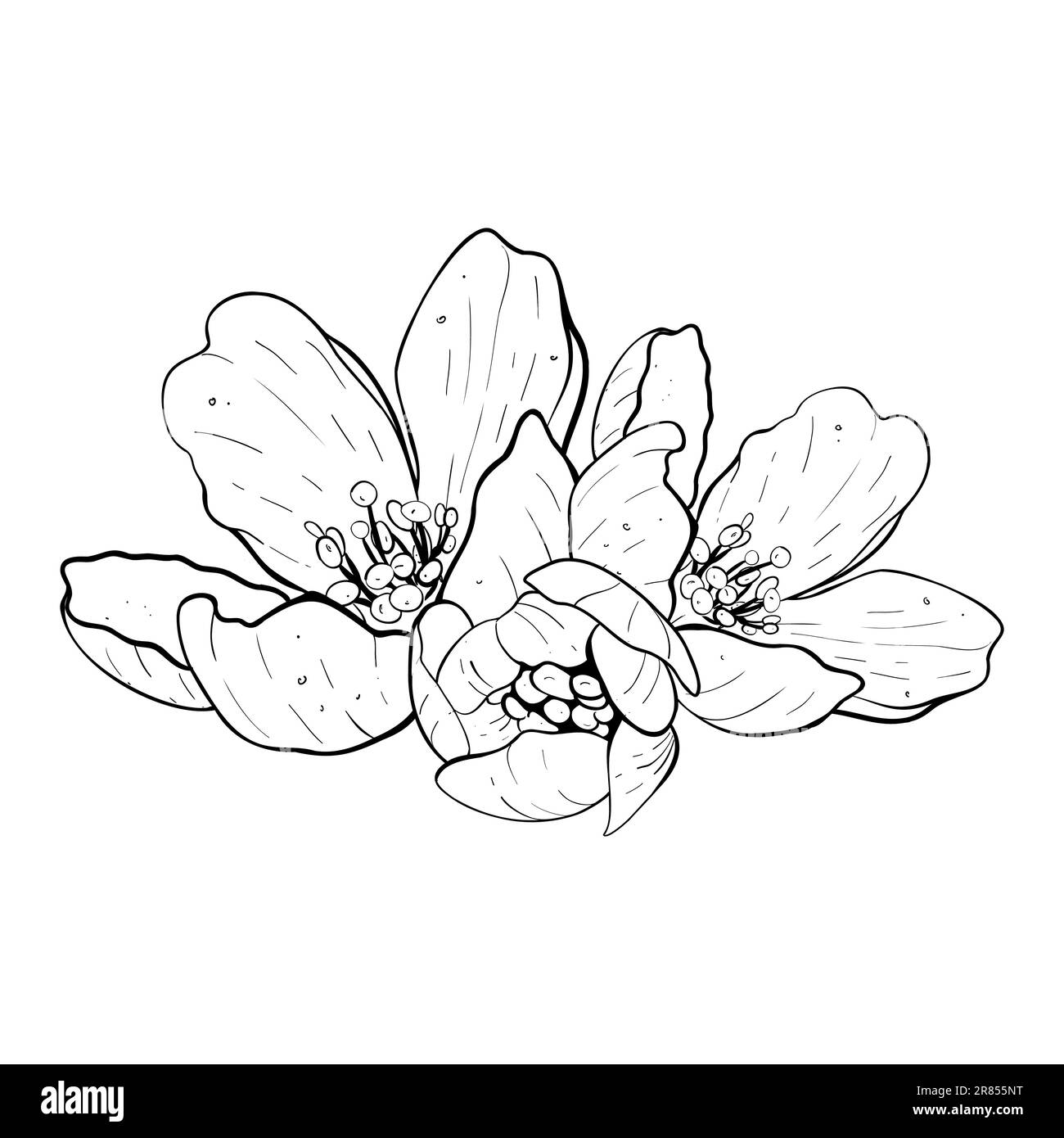 Vector illustration set of flowers of cherry, sakura, apple, plum, wild