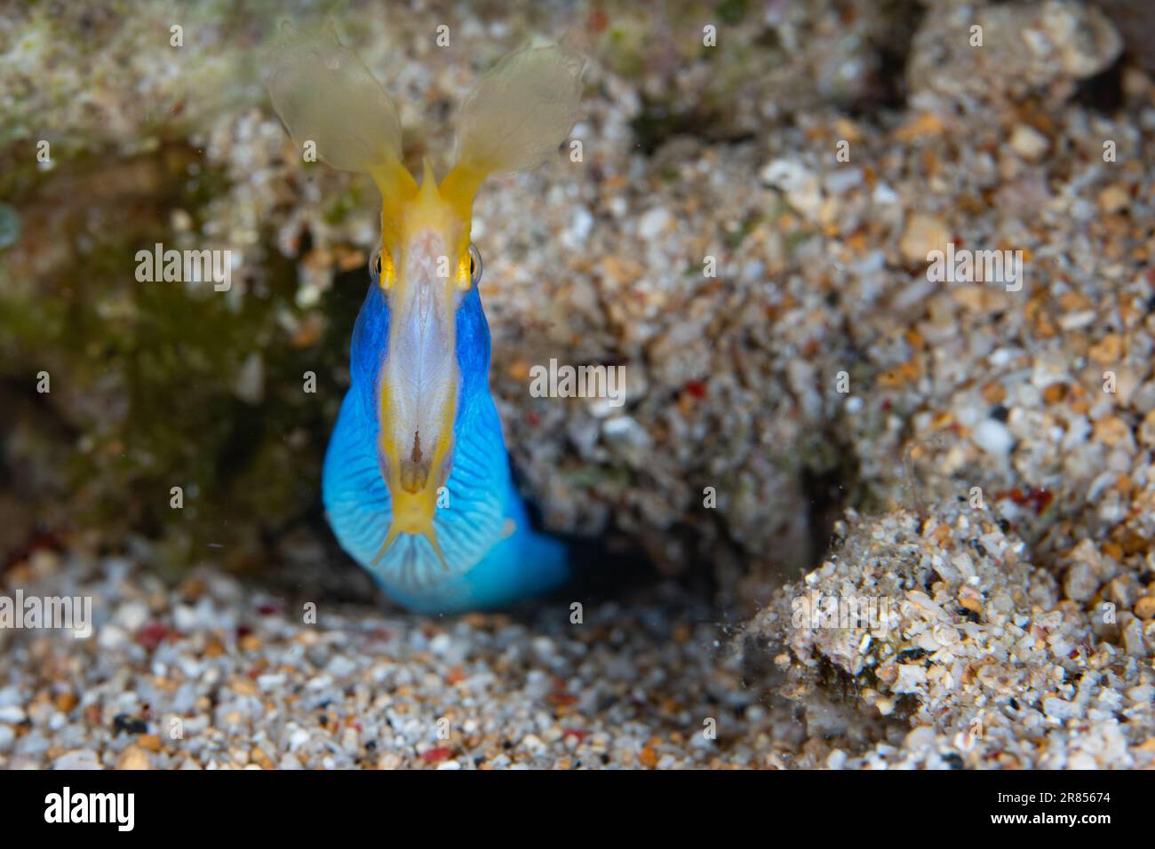 A Blue ribbon eel, Rhinomuraena quaesita, pokes its distinctive head out of a hole in an Indonesian coral reef. This species is a hermaphrodite. Stock Photo