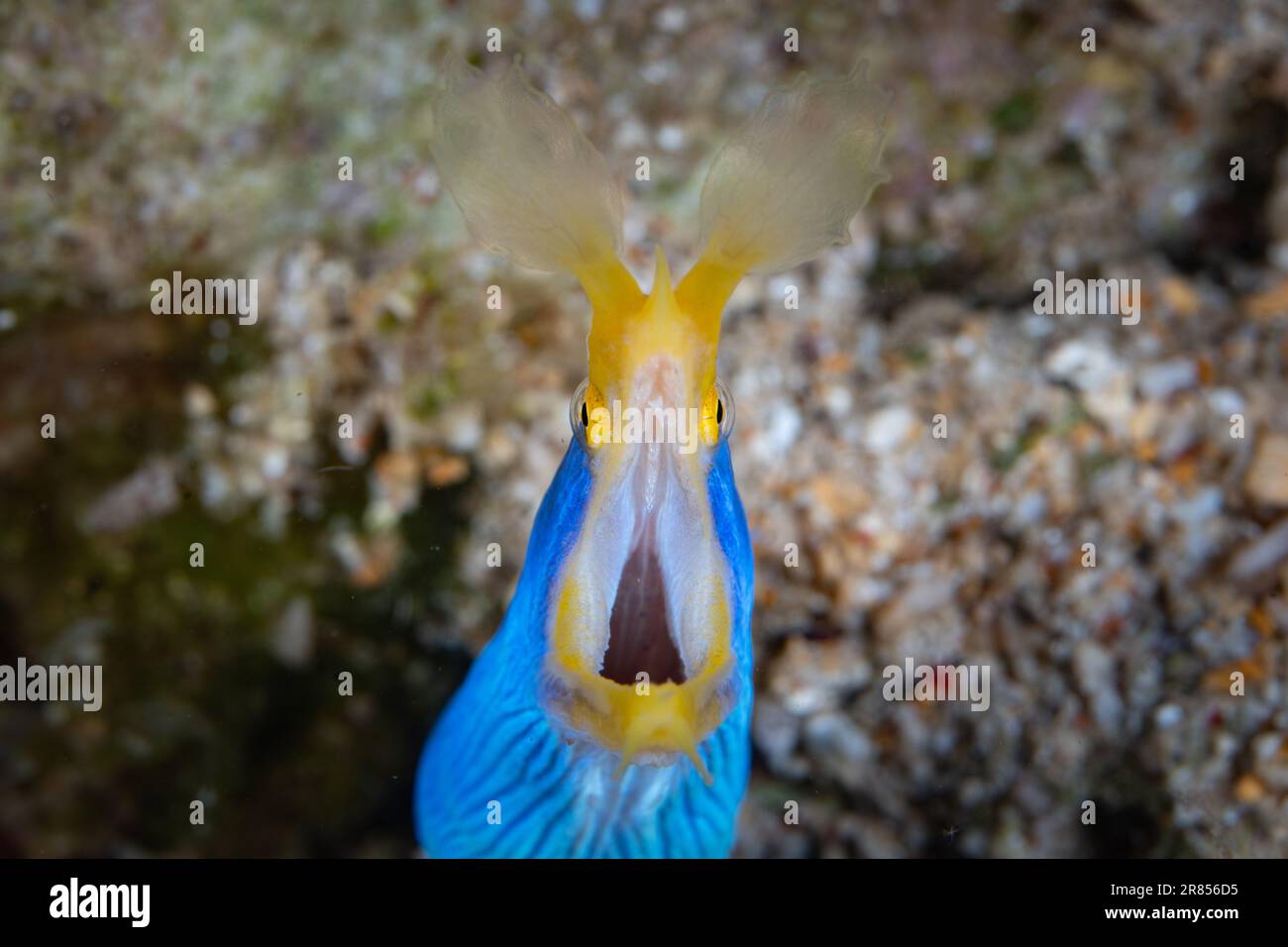 A Blue ribbon eel, Rhinomuraena quaesita, pokes its distinctive head out of  a hole in an Indonesian coral reef. This species is a hermaphrodite Stock  Photo - Alamy