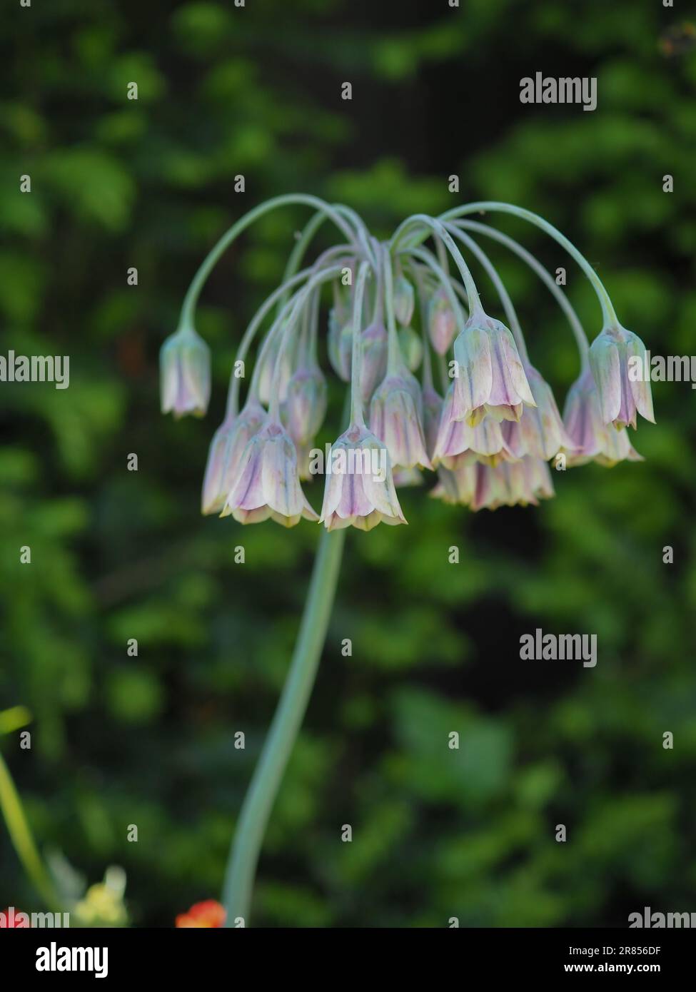 Close up flower of an Allium siculum (Sicilian honey garlic) flower bulb showing its umbel of nodding bell-shaped flowers in an early summer garden Stock Photo