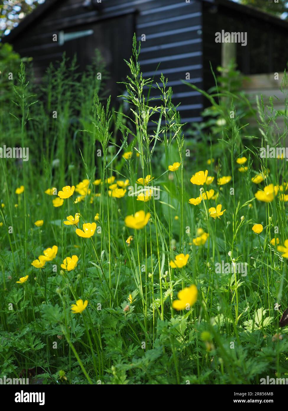 Portrait image of a wild patch of creeping buttercups (ranunculus repens) in a garden in Britain during No Mow May Stock Photo