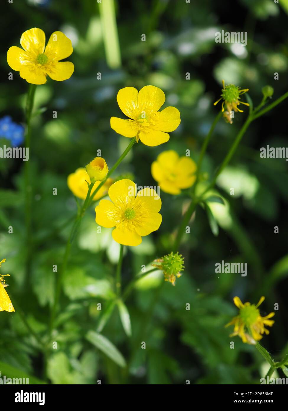 Close up of yellow creeping buttercup flowers (Ranunculus repens) in a