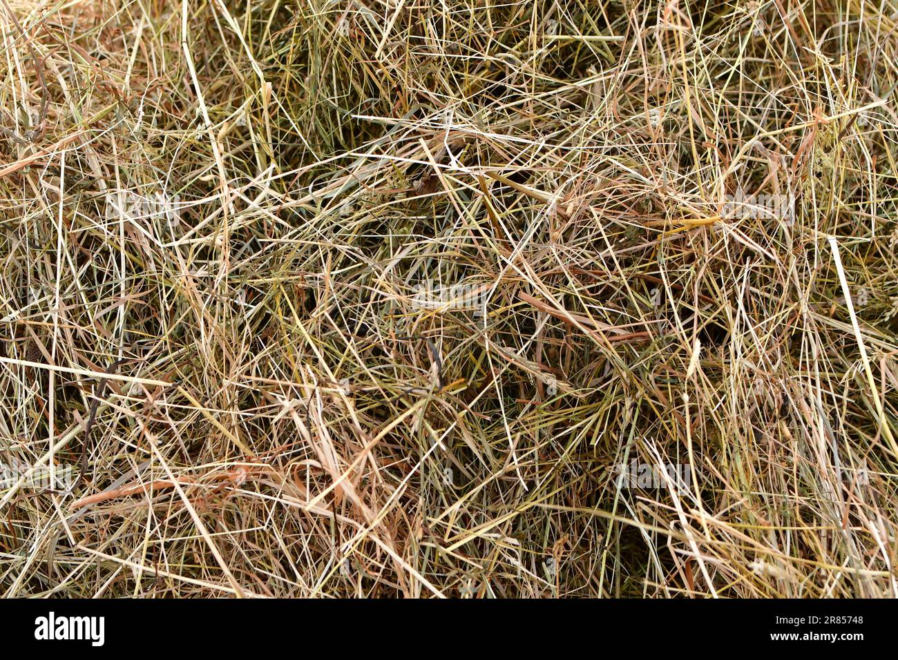Hey pattern background fresch natural grass Stock Photo