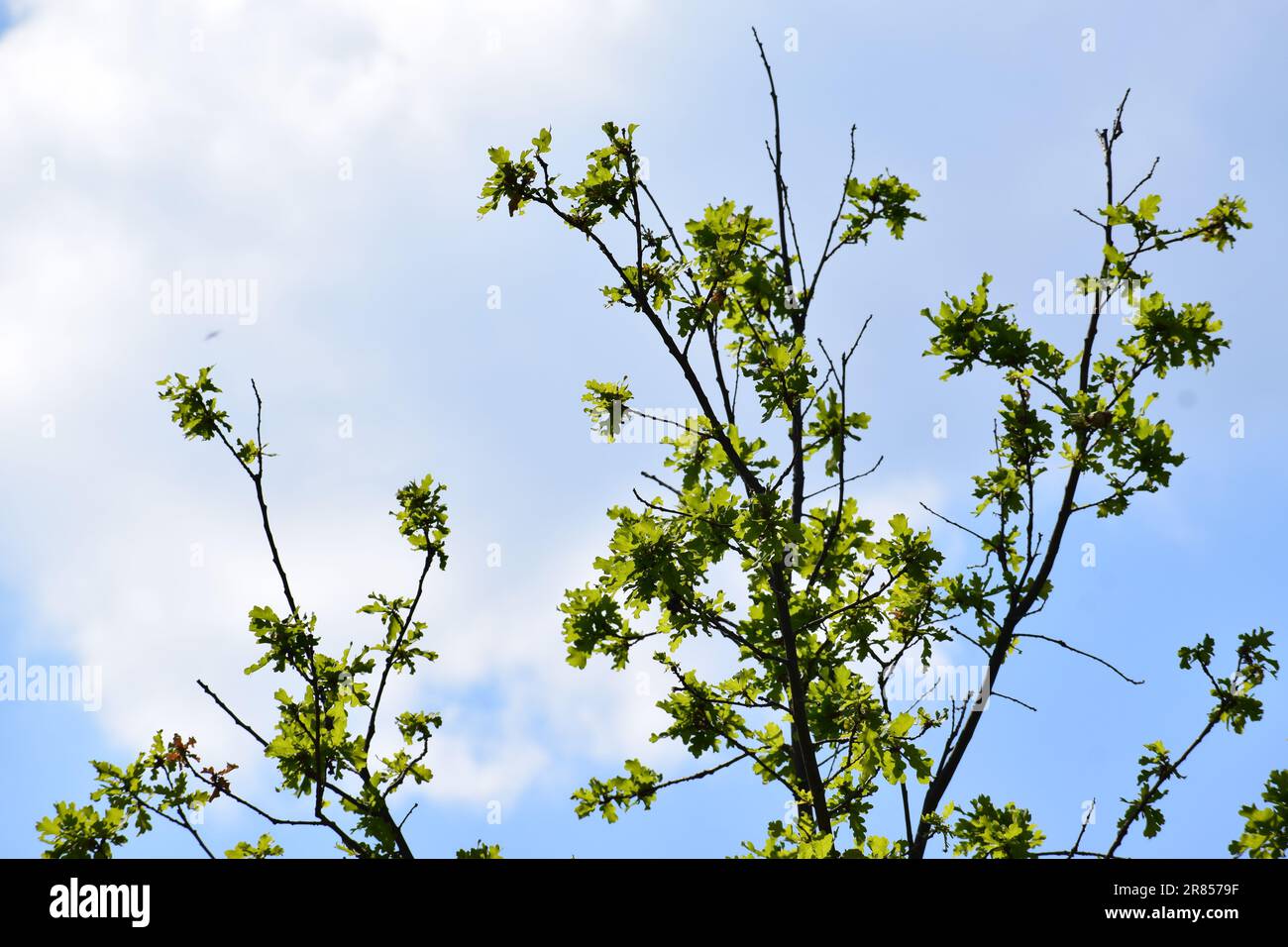 Oak tree with sun in spring hi-res stock photography and images - Alamy