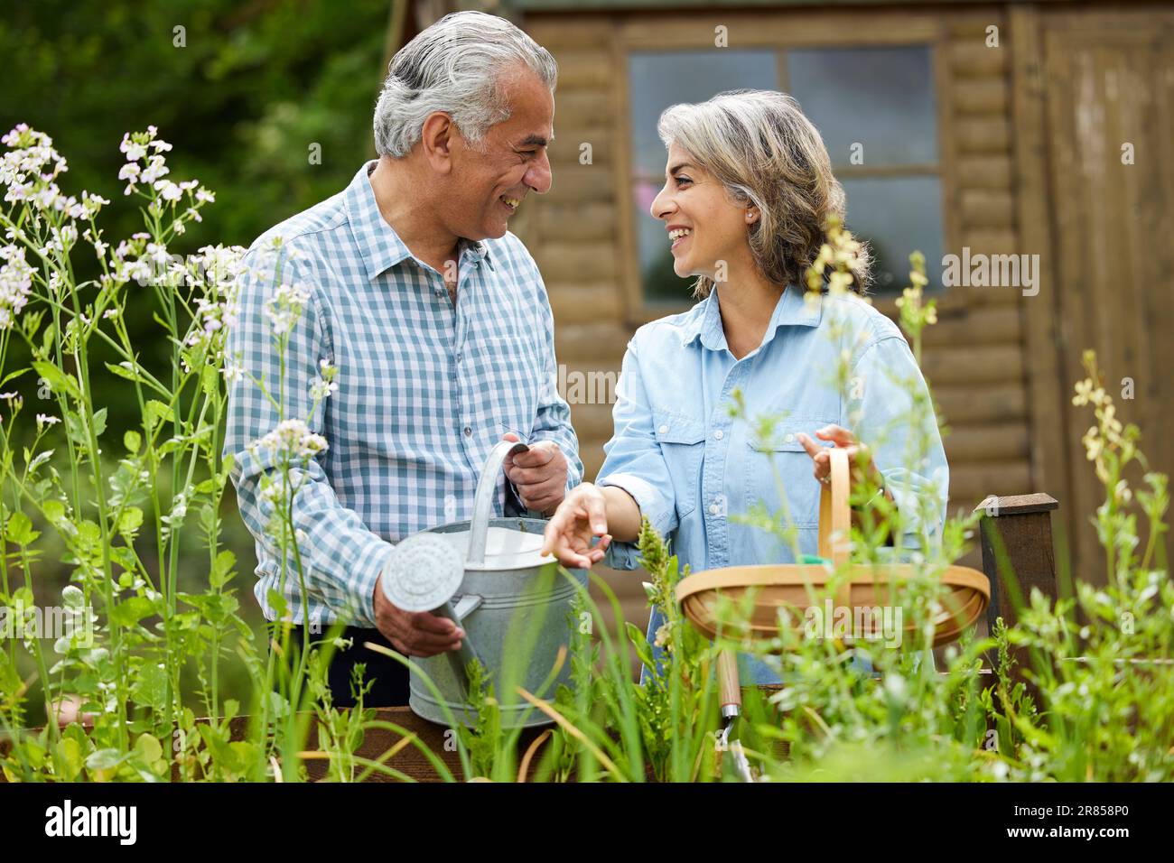 Senior Couple In Garden At Home Working On Raised Vegetable Beds Together Stock Photo