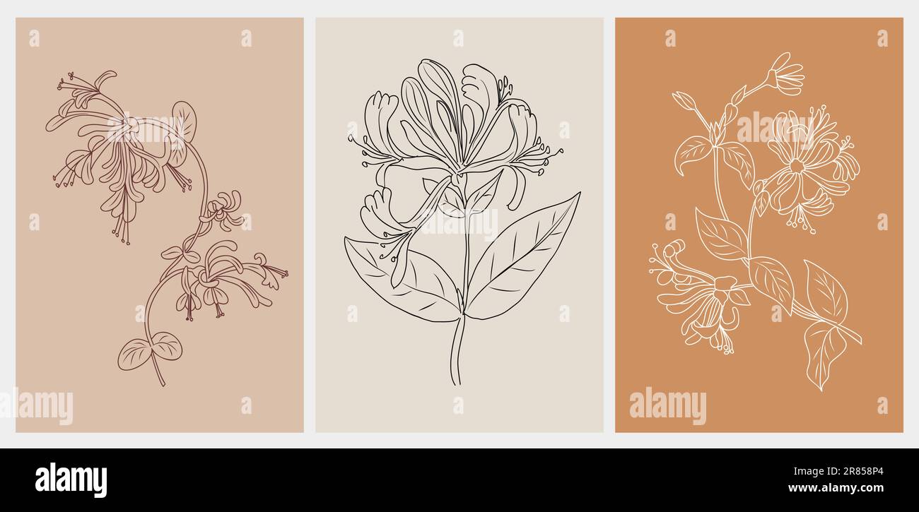 Honeysuckle Flower Line Drawing