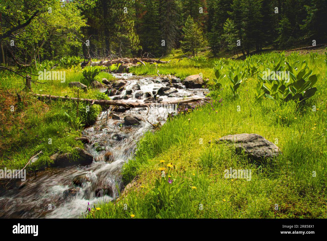 The middle fork of Fitzhugh Creek in Modoc County California, USA on a late spring day with wildflowers and green grasses. Stock Photo