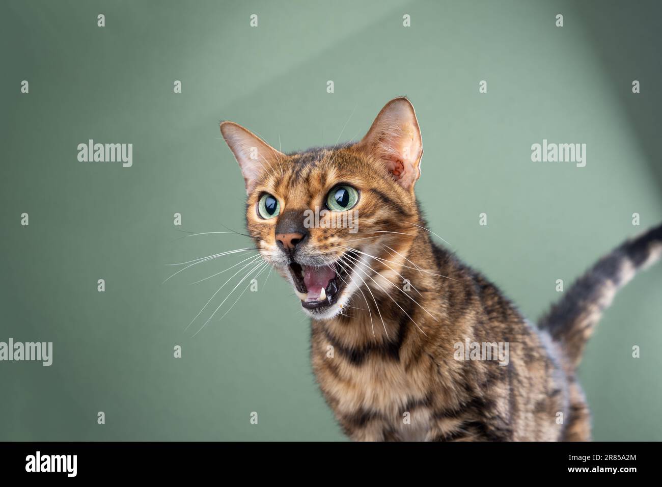 Bengal cat meowing all night sales