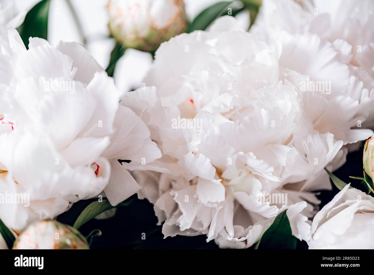 Amazing Fresh bunch of white and pink peonies Stock Photo - Alamy