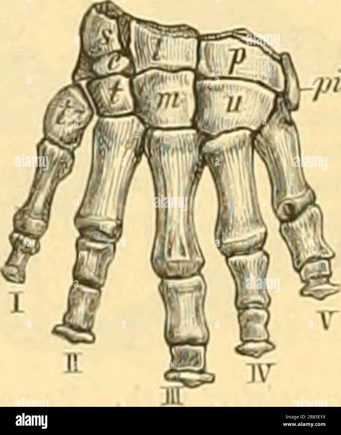 "Elemente der paläontologie bearbeitet" (1890) Stock Photo