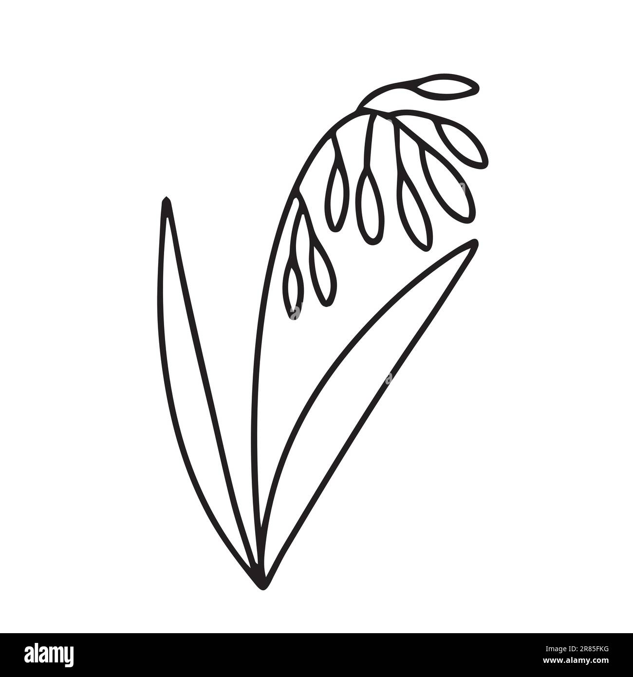 Hand drawn lily of the valley Stock Vector Image & Art - Alamy