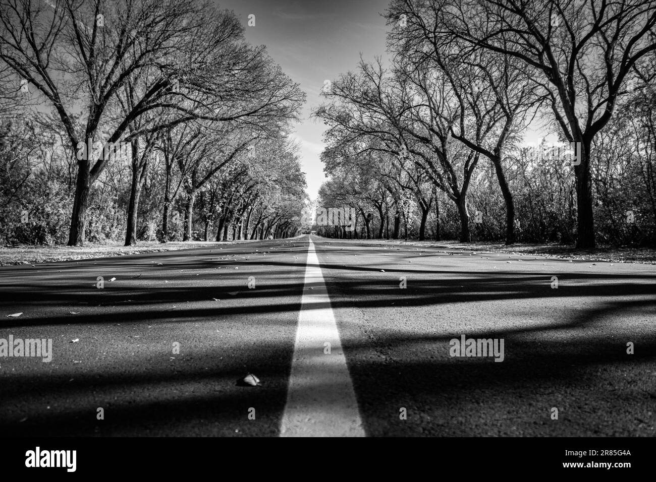 A black-and-white image features a winding country road lined with tall trees on either side Stock Photo