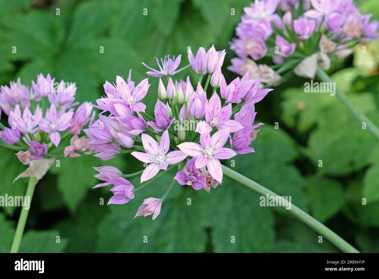 Allium unifolium 'Eros' in flower. Stock Photo