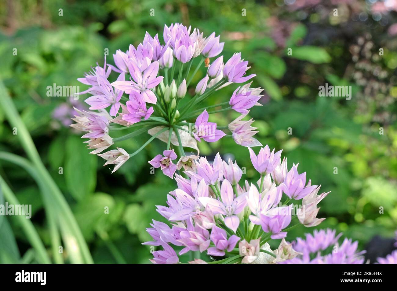 Allium unifolium 'Eros' in flower. Stock Photo