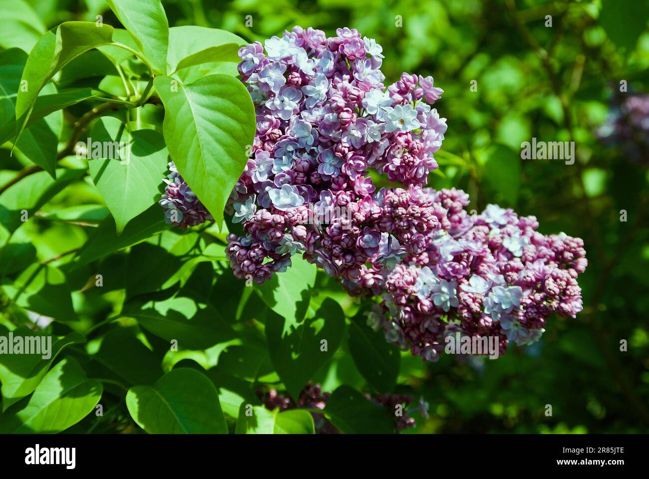 Lilac bush with green leaf and fragrant purple flower clusters in spring. Stock Photo