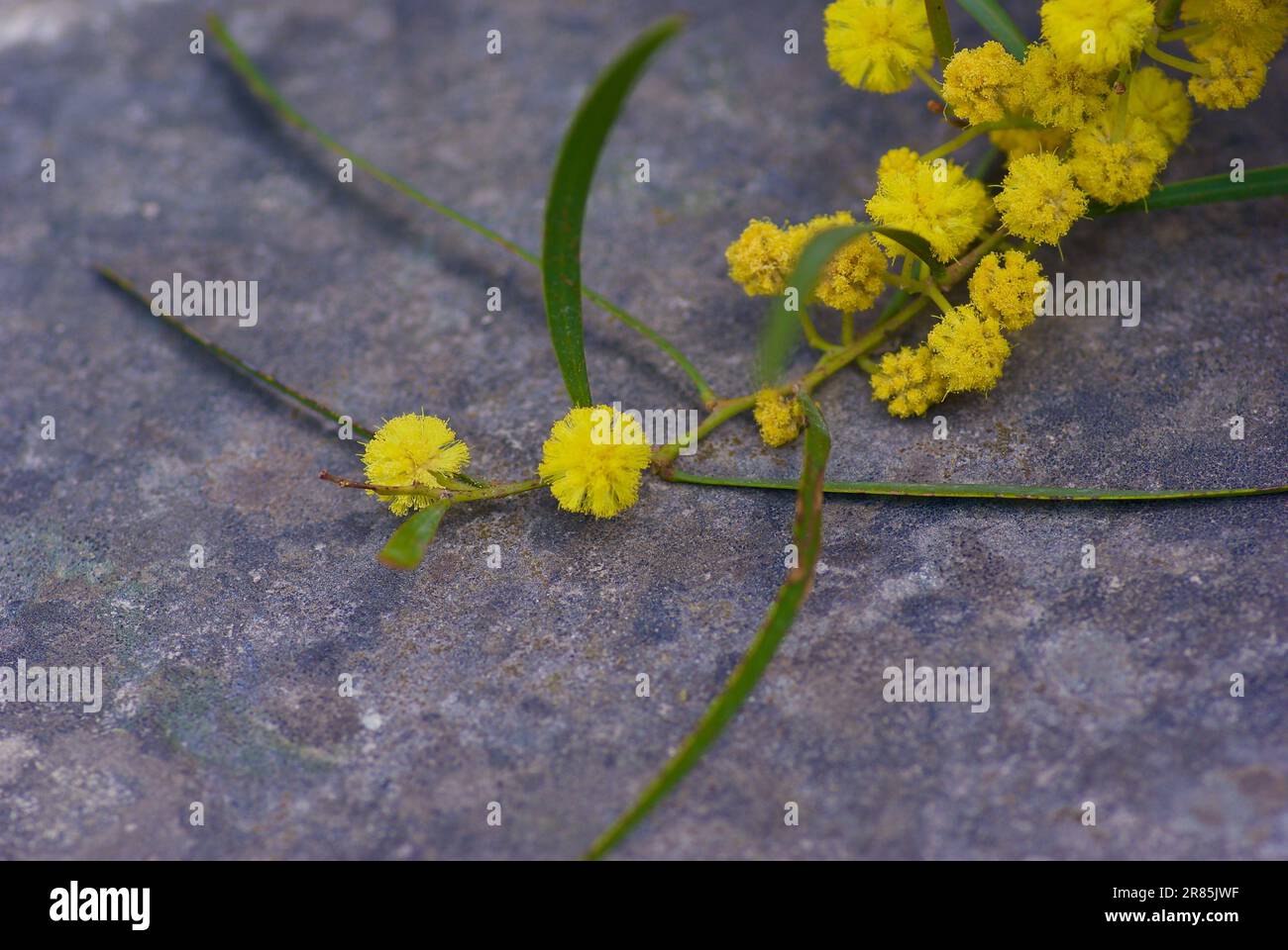 Twig with fluffy yellow blooming acacia flowers in spring. Stock Photo