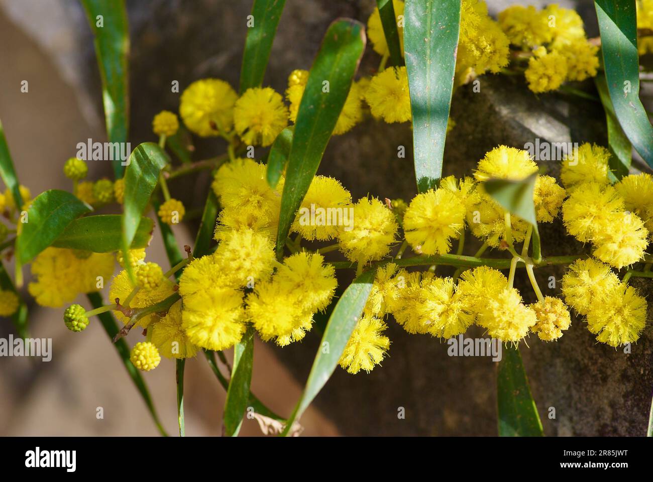 Branch of acacia tree with fluffy blooming yellow flowers in spring. Stock Photo