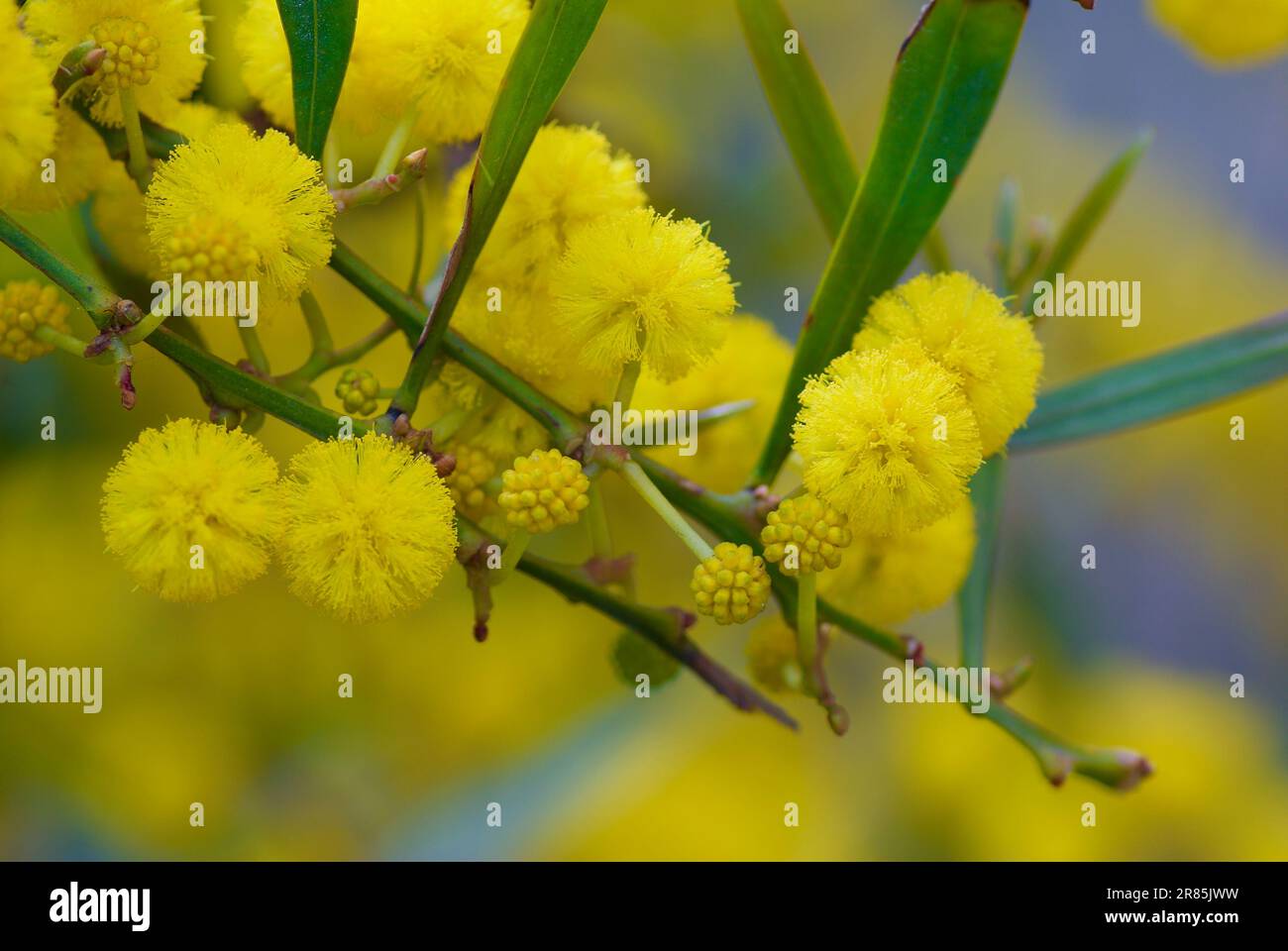 Twig with blooming yellow and fluffy acacia flowers in spring. Stock Photo