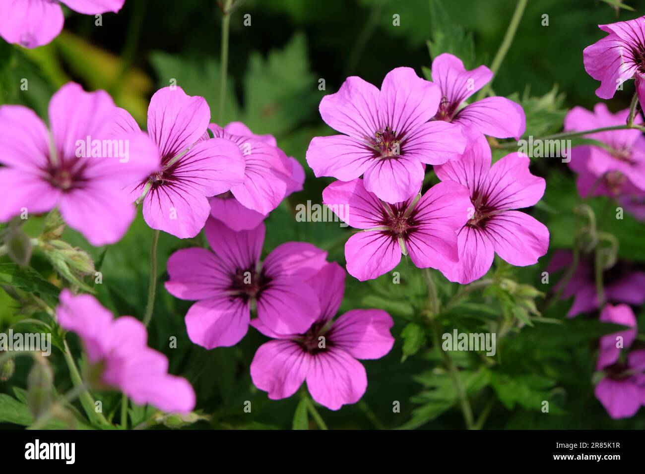 Hardy Geranium Patricia In Flower Stock Photo Alamy