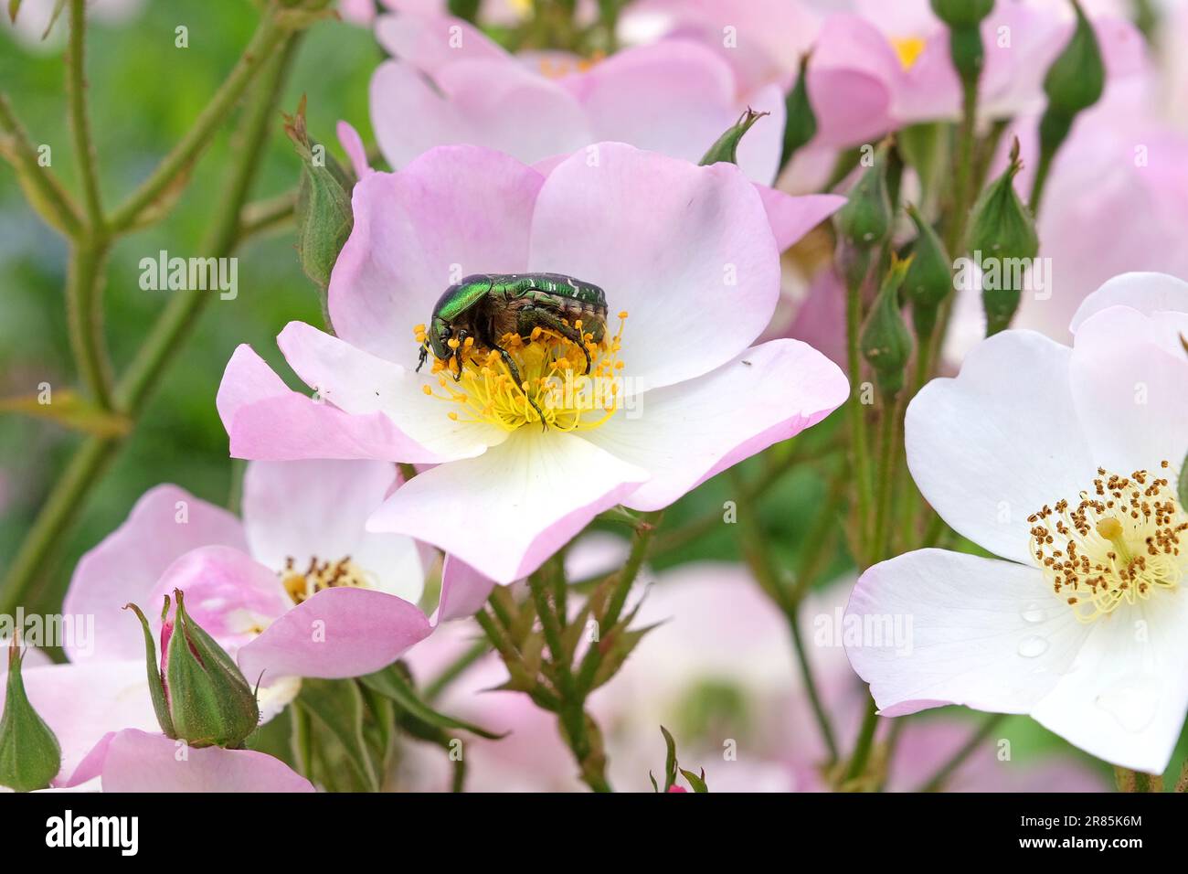 Rose Chafer beetle sat on a white rambling rose Stock Photo - Alamy