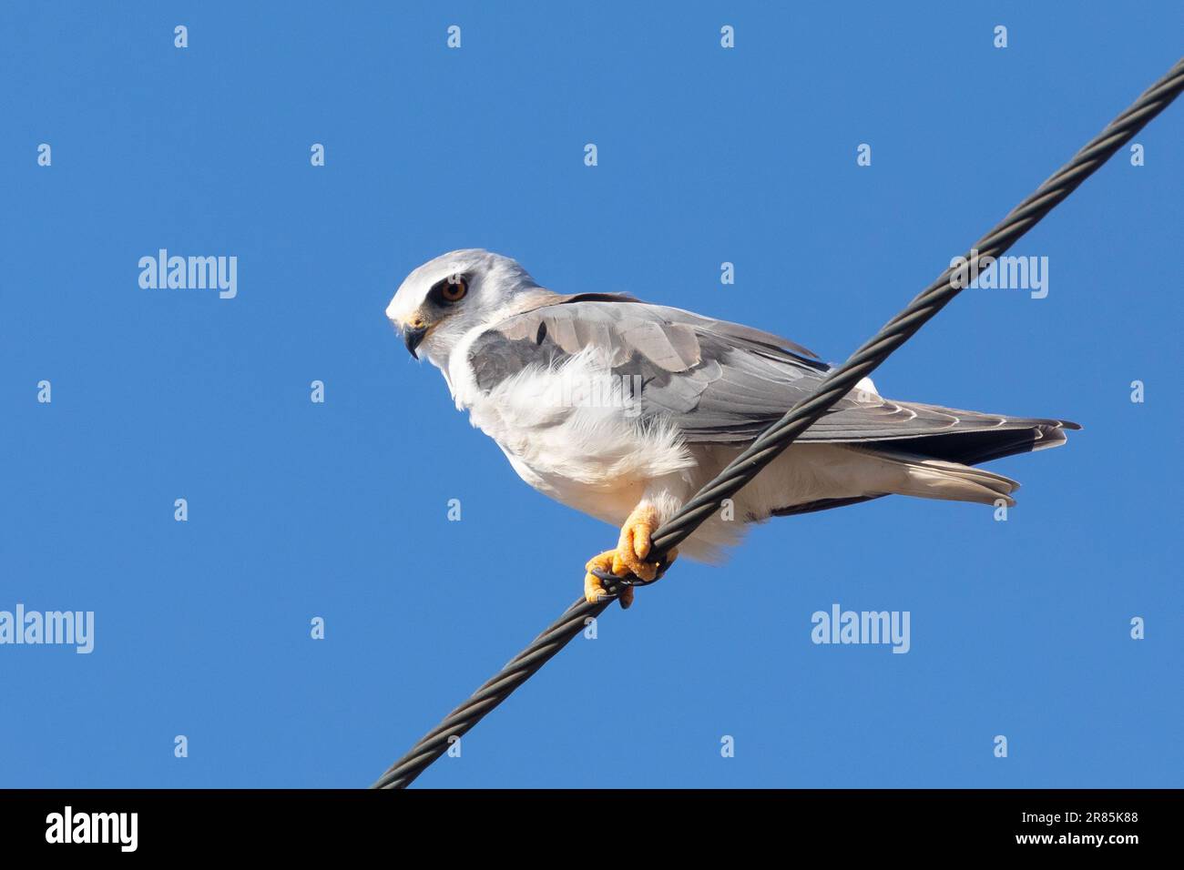 Blackwinged Kite / Blackshouldered Kite (Elanus caeruleus) near