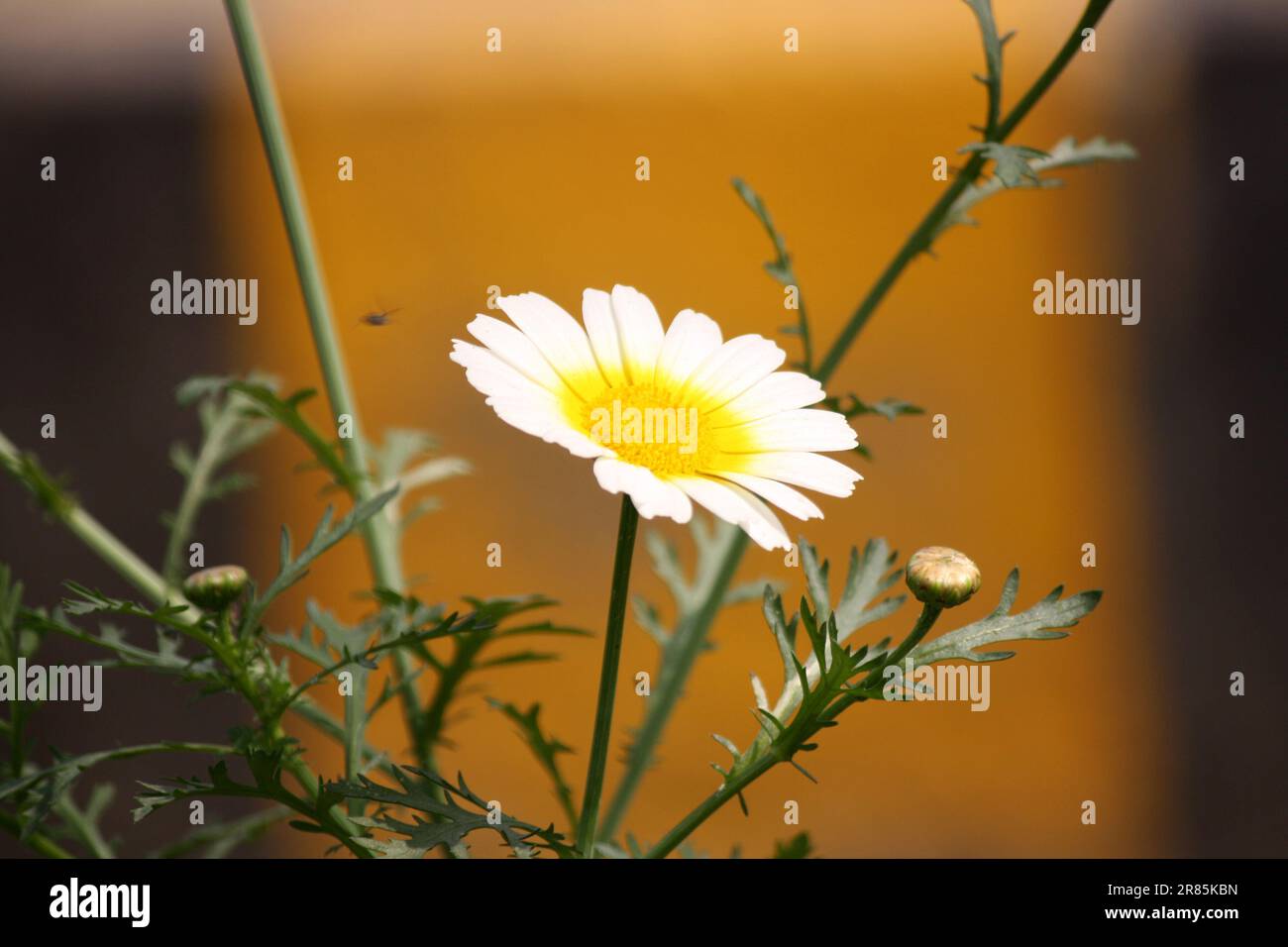Crown daisy or edible chrysanthemum (Glebionis coronaria) in bloom : (pix Sanjiv Shukla) Stock Photo