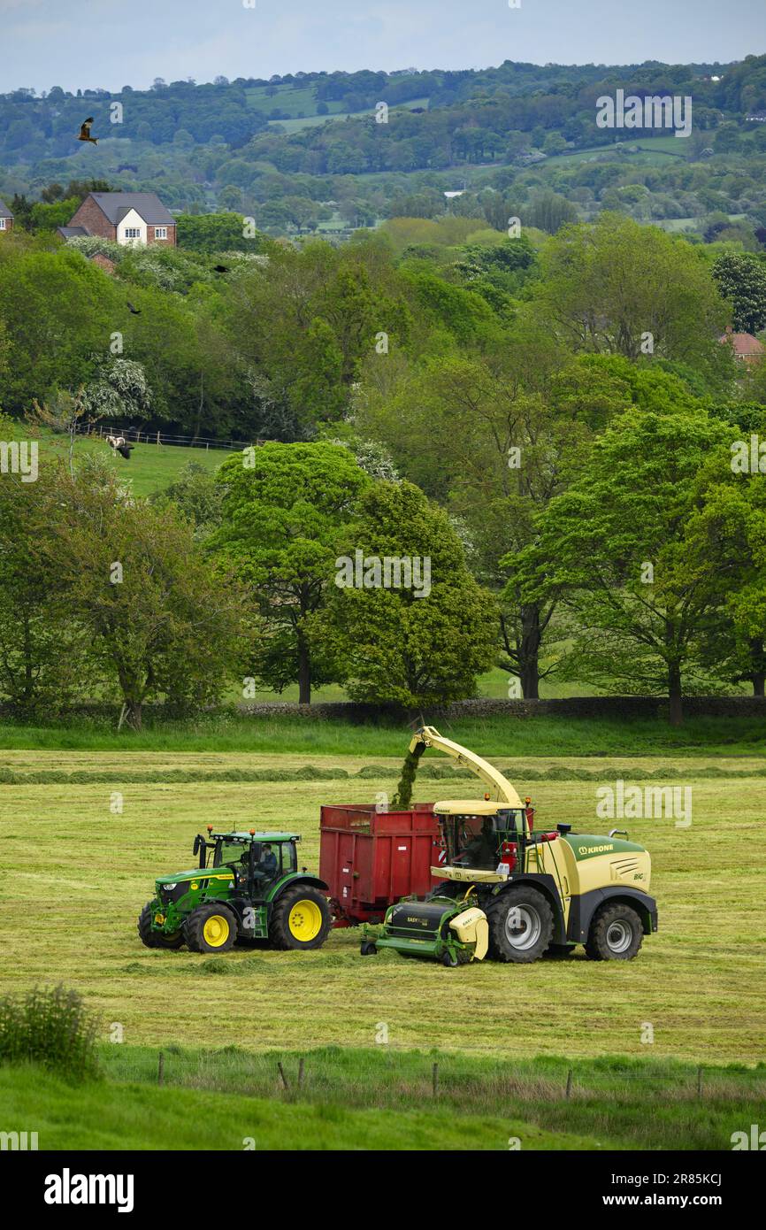 Krone BiG X 580 forager working, being driven on farmland pasture (loading filling trailer, cut field grass, farmers driving) - Yorkshire, England UK. Stock Photo