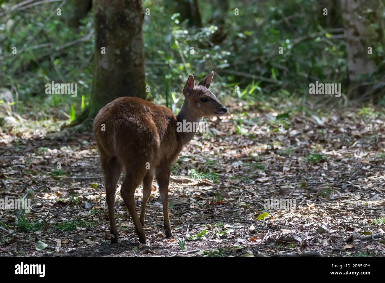 Bushbuck calf or lamb (Tragelaphus sylvatica), Nature's Valley, Western Cape, South Africa in dense Afromontane forest Stock Photo