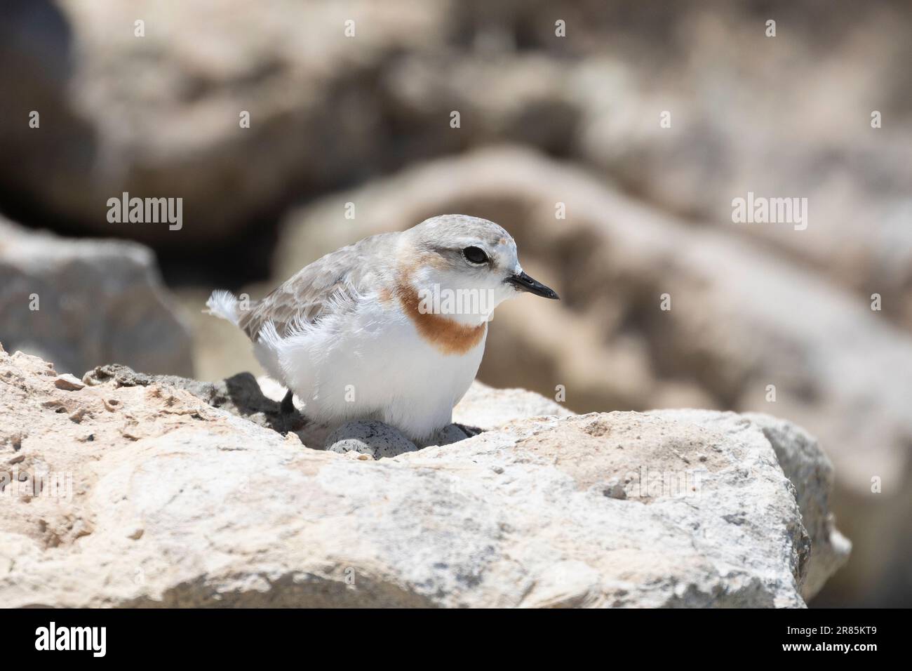 Chestnut-banded  Plover (Charadrius pallidus) female with eggs on the nest in a natural hollow in a rock , Kliphoek Salt Pans, Berg River estuary, Vel Stock Photo