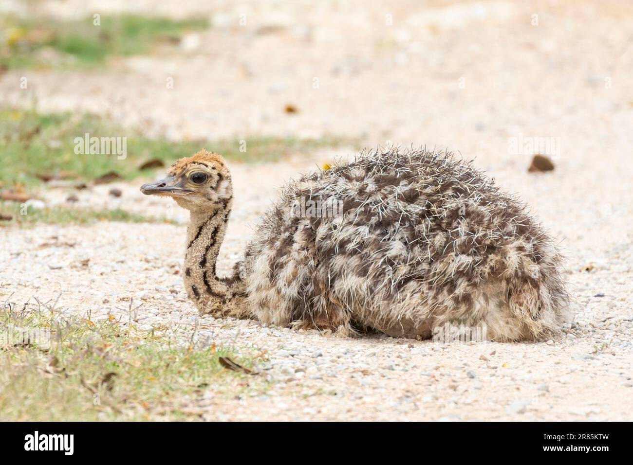 Common Ostrich chick  (Struthio camelus) in Karoo habitat, South Africa Stock Photo