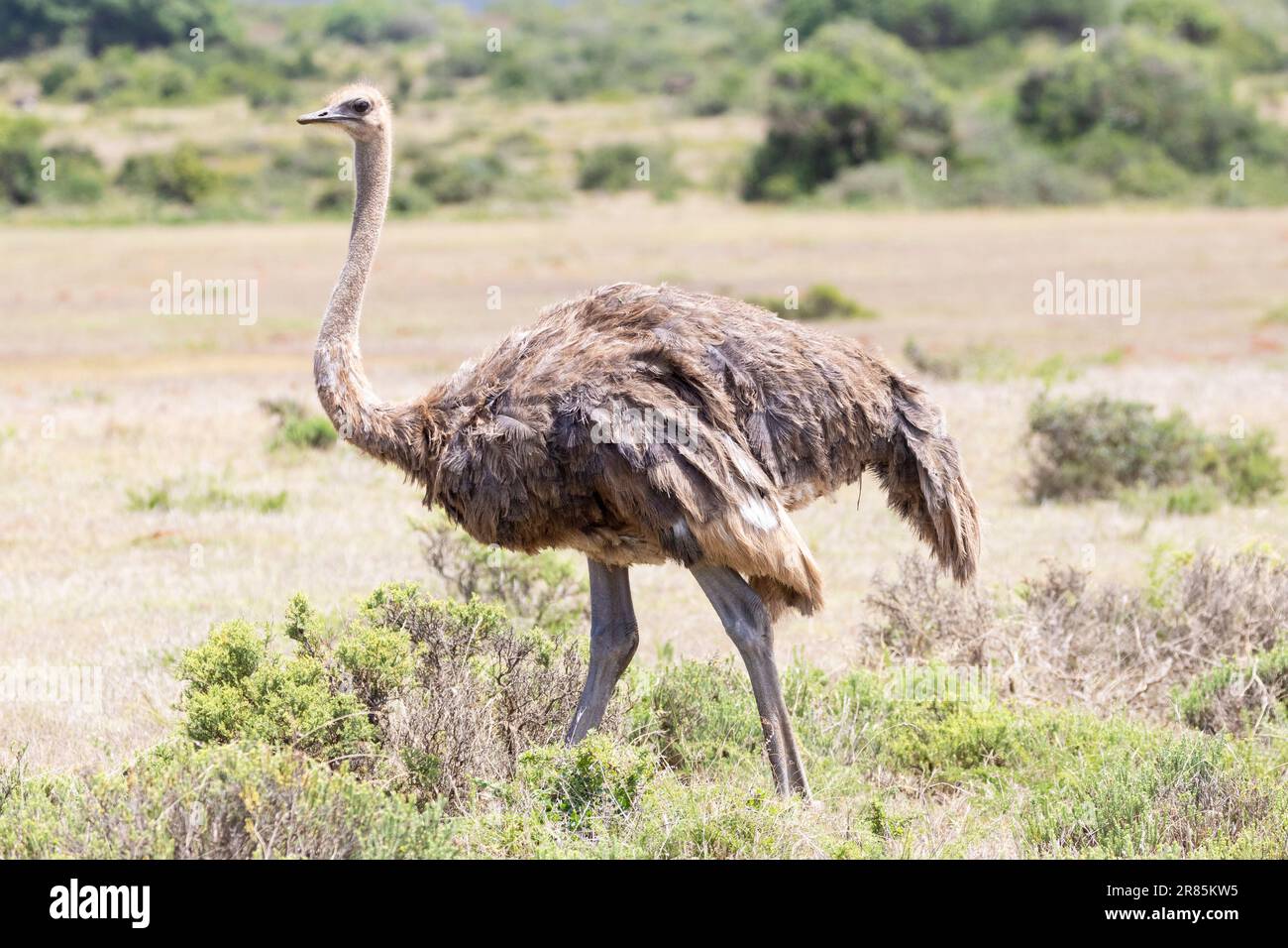 Female Common Ostrich (Struthio camelus) in grassland savanna Karoo , South Africa Stock Photo