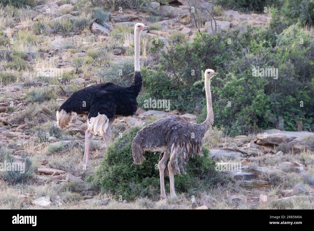 Pair of Common Ostriches (Struthio camelus) at dawn in mountainous  Karoo habitat, South Africa Stock Photo