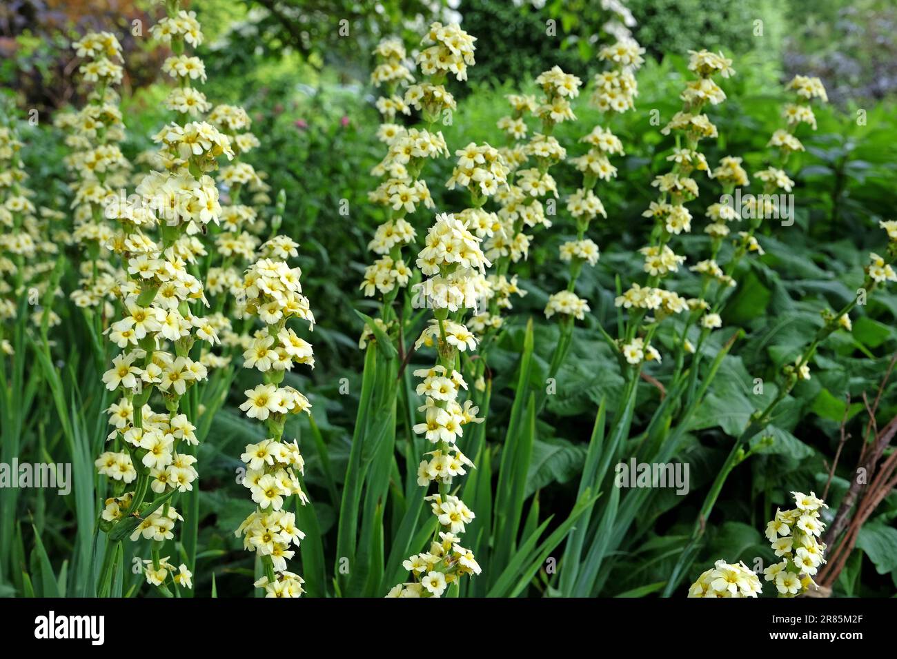 Pale yellow eyed grass in flower. Stock Photo
