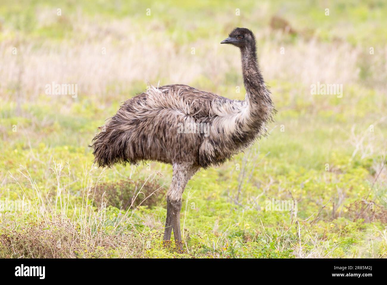 Emu (Dromaius novaehollandiae), the second largest flightless bird endemic to Australia in savanna grassland Stock Photo