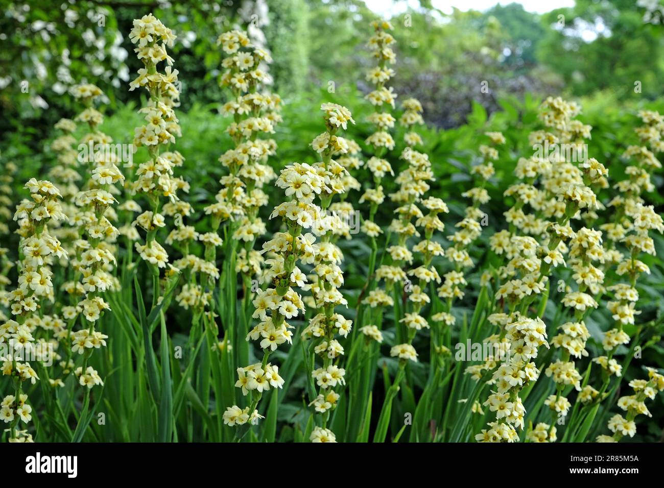 Pale yellow eyed grass in flower. Stock Photo